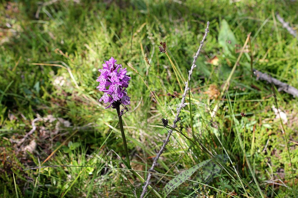 Dactylorhiza maculata ssp maculata?